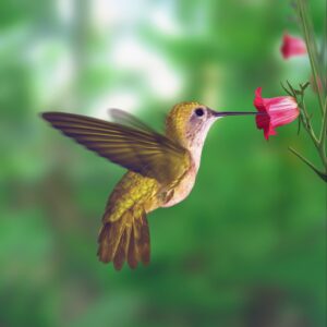 Hummingbird