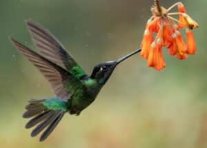Hummingbird in Costa Rica