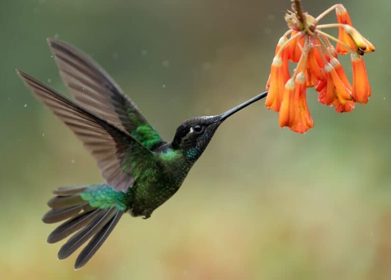 Hummingbird in Costa Rica